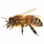 myn-honey-bee